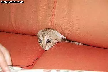 Stuck In The Couch