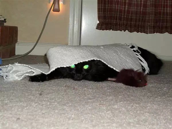 Hiding