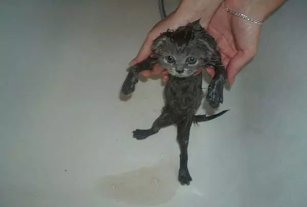 Wet Kitty