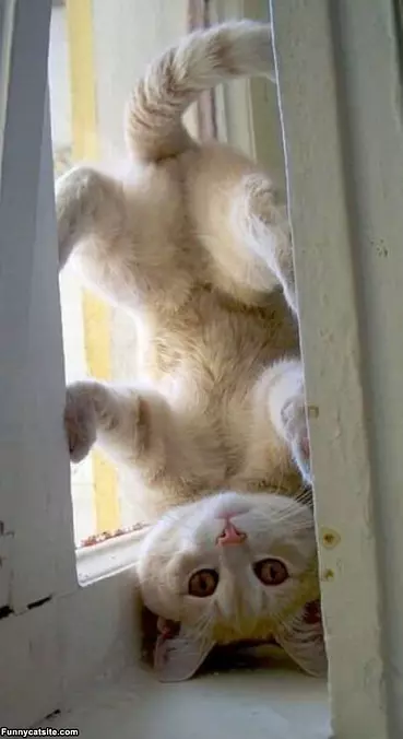 Upside Down Cat
