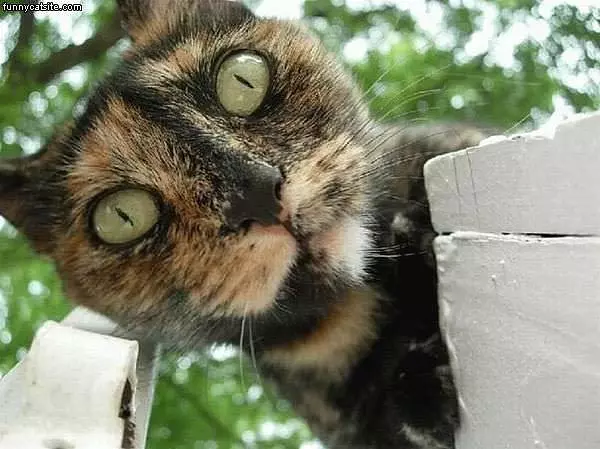 Bug Eyed Cat