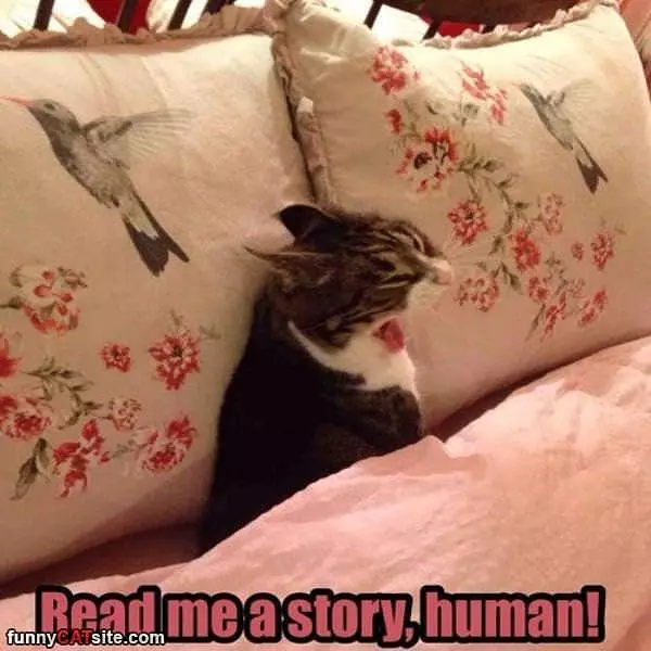 Read Me A Story