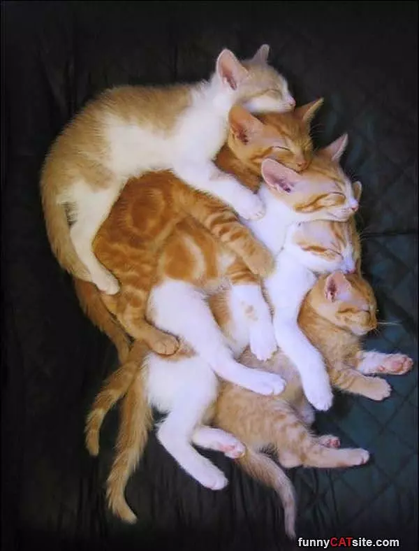 Big Stack Of Kittens