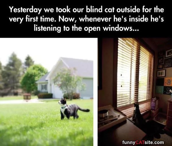 Blind Cat