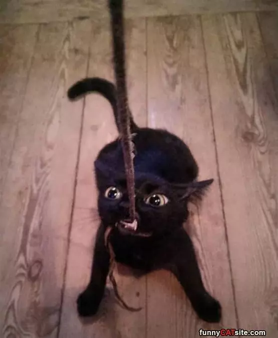 Tug Of War