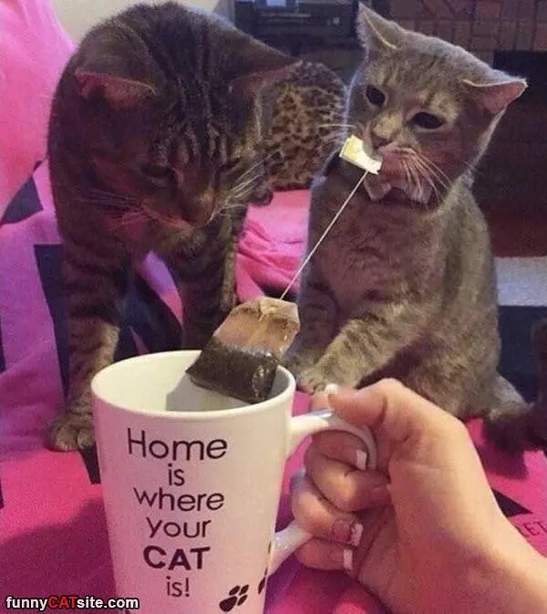 Home Is Where Your Cat Is