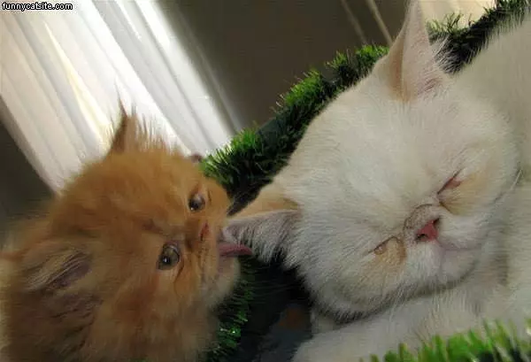 Lick