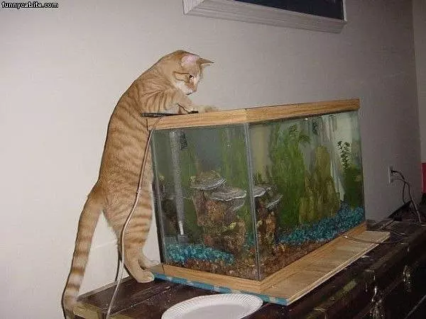 Can I Has This