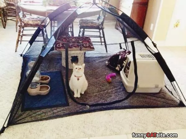 My Cat Fort