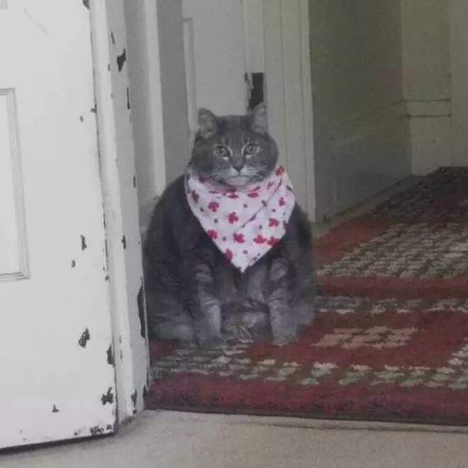 Can I Has A Snack Now