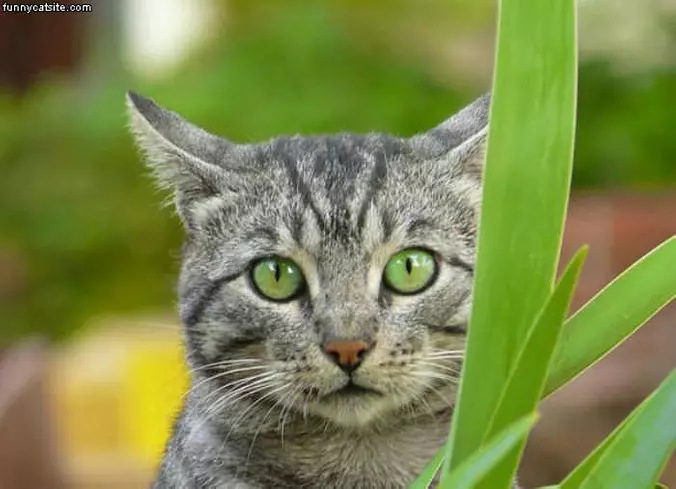 Green-eyes