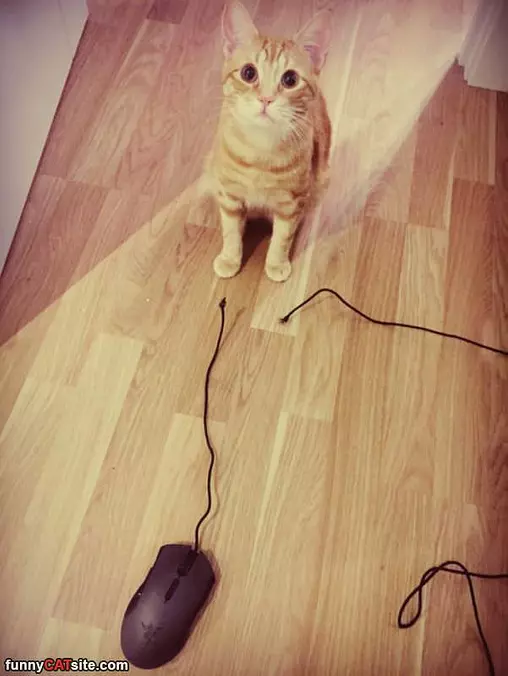 I Caught The Mouse Now What