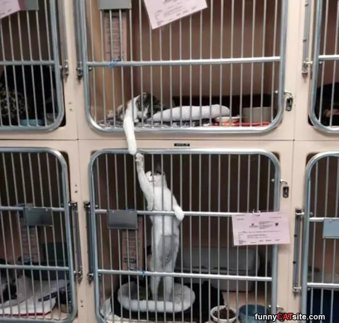 Gimme Five Dude