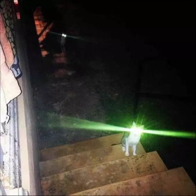 This Cat Is Fully Charged