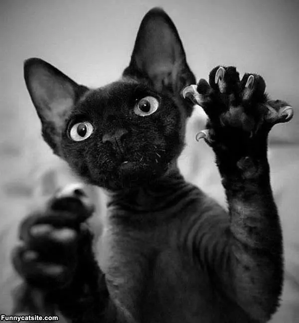 Rawrrrr