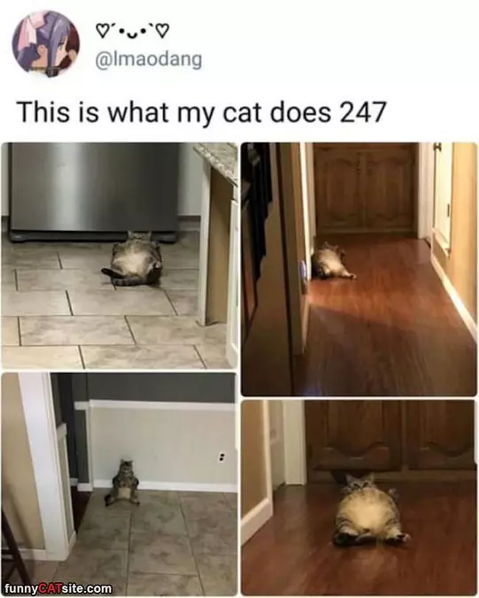 What My Cat Does