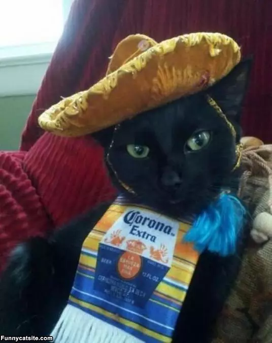 Corona Cat
