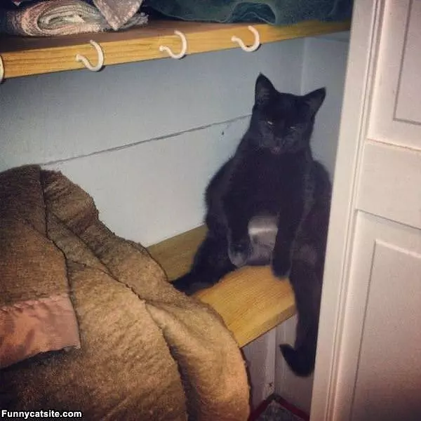 This Is A Lazy Cat