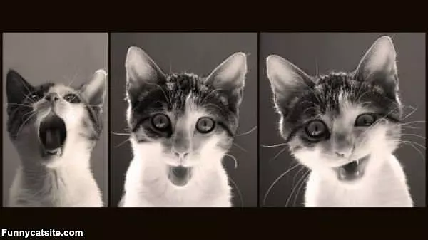 Awrr