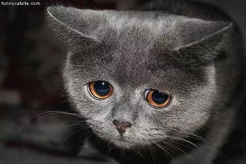 Kitty Is Sad