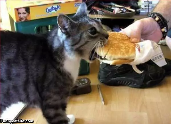 Nom Nom Nom Nom Nom Sannich