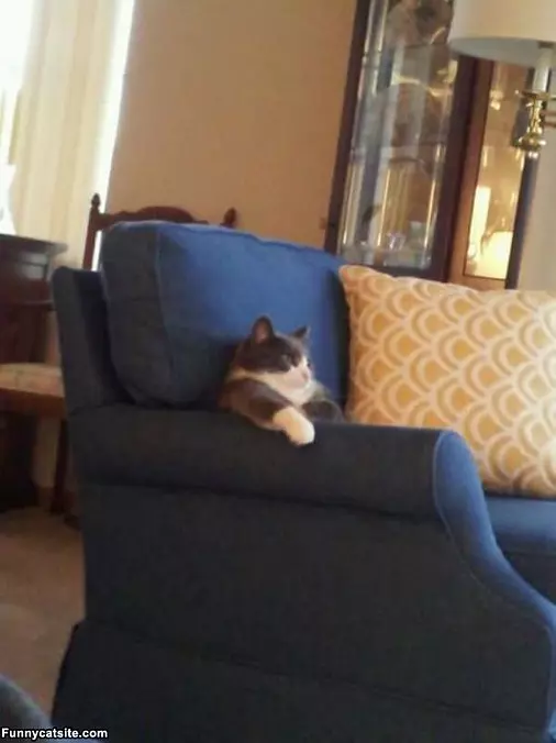 Cat Just Chillin