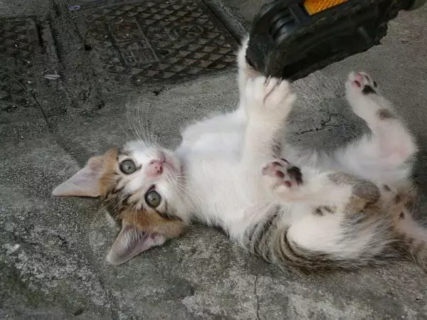 Is It Play Time