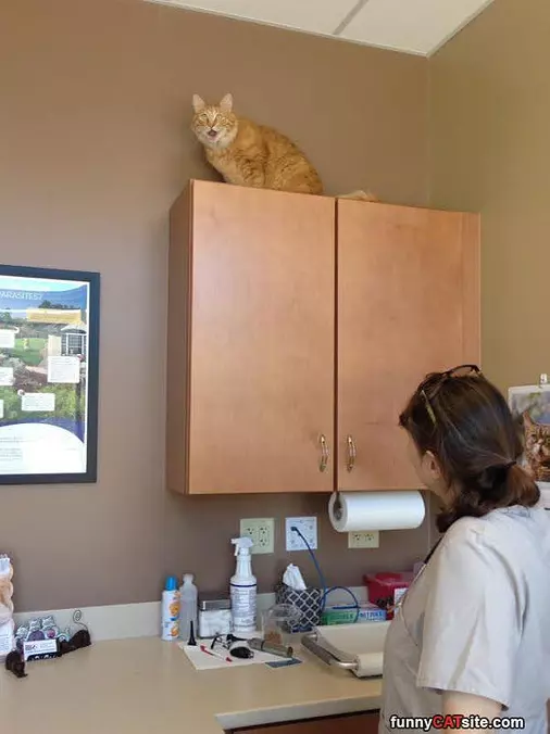 I Hate The Vet