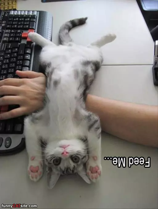 Feeeed Me