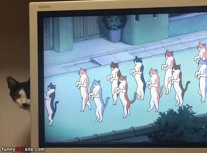 Cats Cats Cats