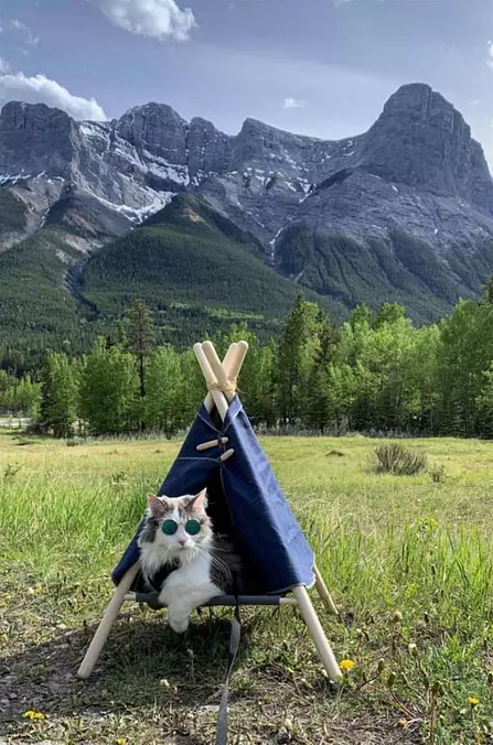 Camping In The Wild