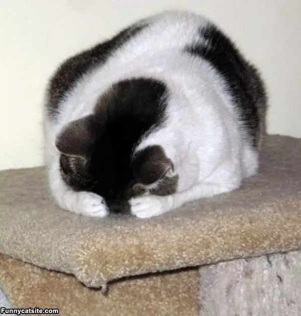 This Makes Me Sad Cat
