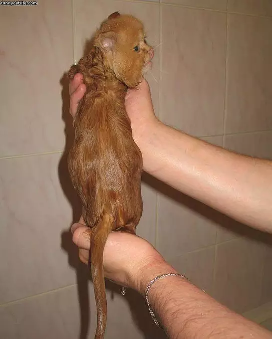 Very Wet Cat