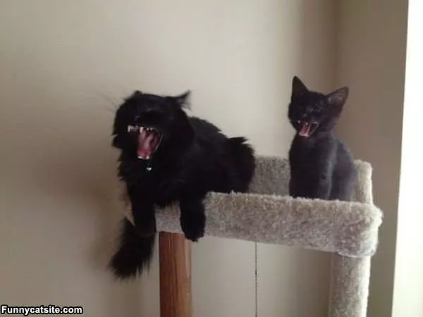 Rawr And Big Rawr