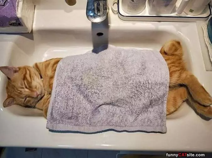 Asleep In My Sink