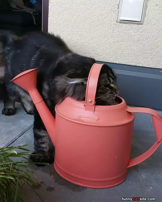 Carrying The Water