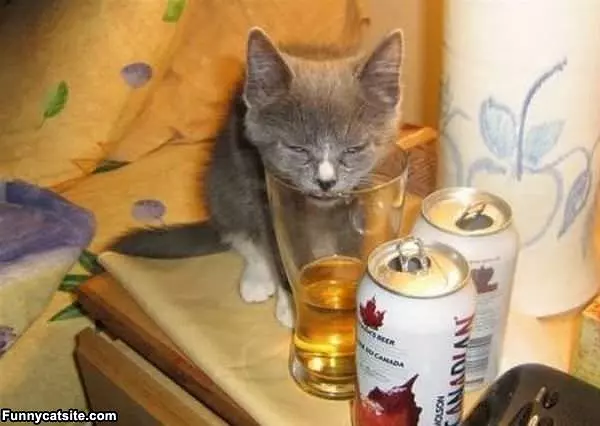 One Last Sip