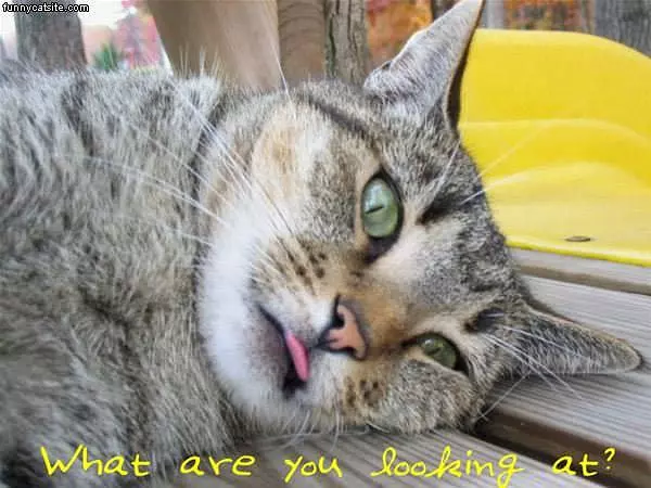 What You Looking At