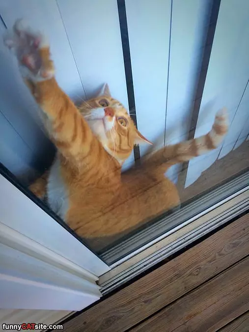 In The Window