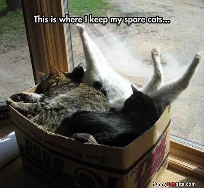 My Spare Cats
