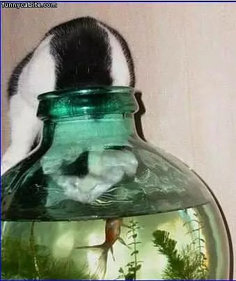 Cat Is Fishing