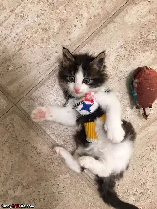 Steelers Cat