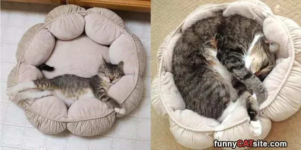 Curled Up In Bed