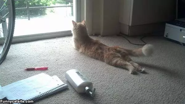Back Legs Stretch
