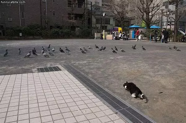 On The Attack