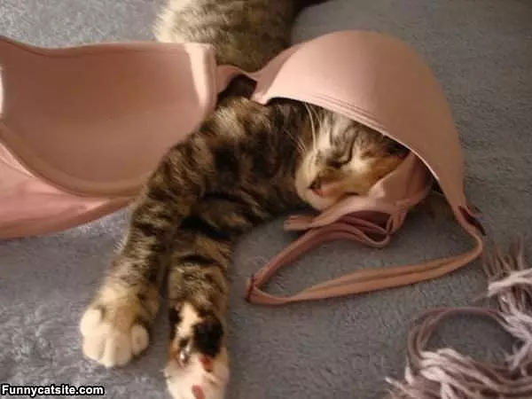 Bra Cat