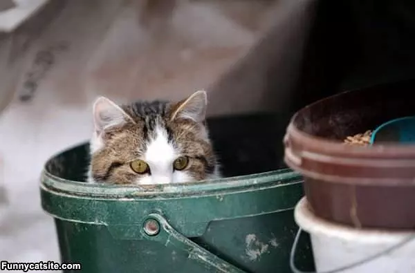 Cant See Me