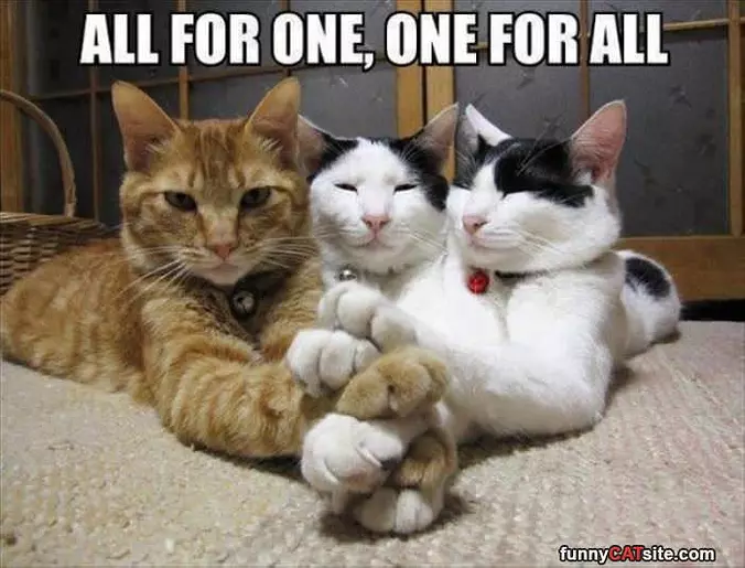 All For One And One For All