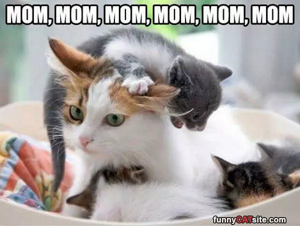Mom Mom Mom