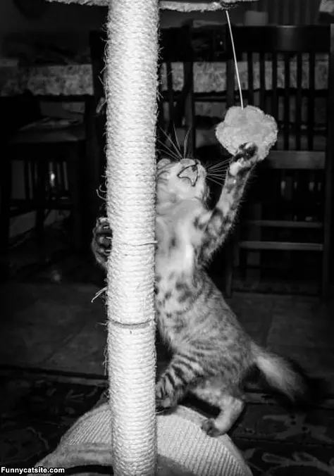 This Toy Is So Fun